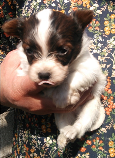 パピヨン白茶の子犬メス、生後１ヶ月画像