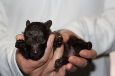 ティーカップサイズのトイプードルブラウンの子犬オス、生後2週間画像