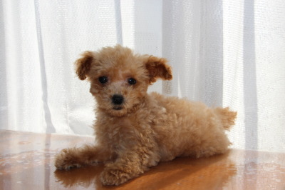 ティーカップサイズのトイプードルアプリコットの子犬メス、生後3ヶ月画像