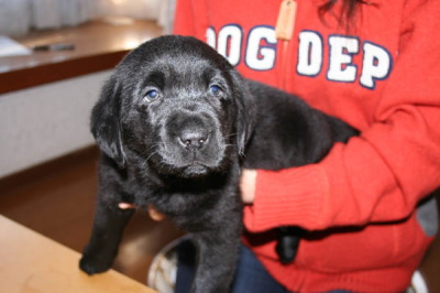 ラブラドール黒(ブラック)の子犬メス、生後2ヶ月画像