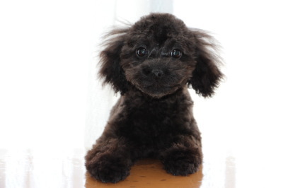 ティーカップサイズのトイプードルブラック(黒色)の子犬オス、生後4ヶ月画像