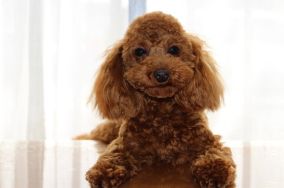 タイニーサイズトイプードルレッドの子犬オス、生後10ヶ月画像