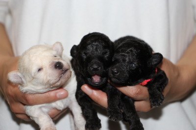 トイプードルの子犬、ホワイト(白色)オスとシルバー(グレー)メス2頭、生後2週間画像