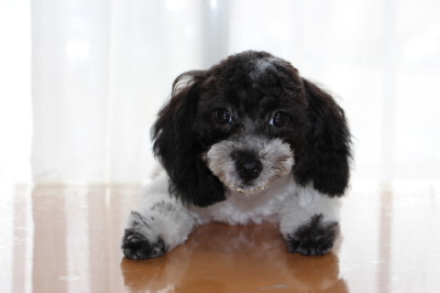 トイプードル白黒パーティーの子犬メス、生後6ヶ月画像