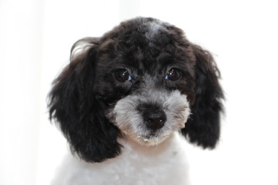 トイプードル白黒パーティーの子犬メス、生後6ヶ月画像