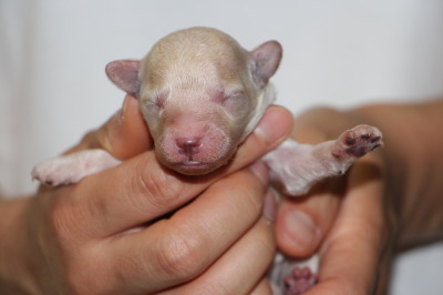 トイプードルホワイト(白色)の子犬オス、生後1週間画像