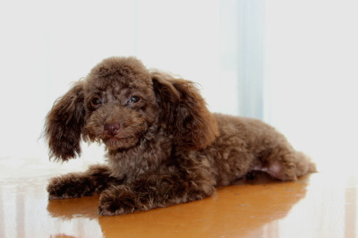 ティーカップサイズのトイプードルブラウンの子犬オス、生後5ヶ月画像