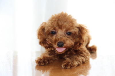 ティーカッププードルレッドの子犬メス、生後5ヶ月画像