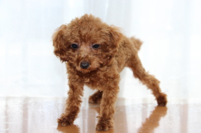 ティーカッププードルレッドの子犬メス、生後5ヶ月画像