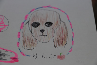 ティーカッププードルレッドの子犬、りんごの絵画像