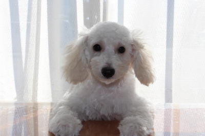 トイプードルホワイト(白色)の子犬メス、生後3ヶ月画像
