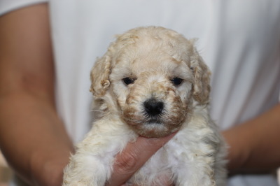 トイプードルホワイト(白色)の子犬オス、生後4週間画像