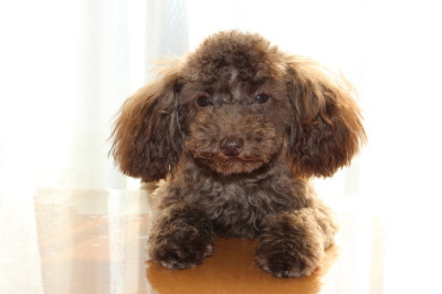 ティーカップサイズのトイプードルブラウンの子犬オス、生後6ヶ月画像