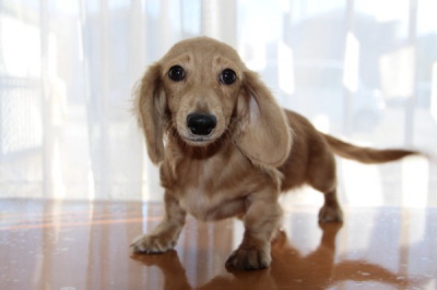 カニンヘンダックスクリームの子犬オス、生後5ヶ月画像