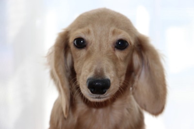 カニンヘンダックスクリームの子犬オス、生後5ヶ月画像