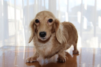 カニンヘンダックスクリームの子犬メス、生後1歳画像