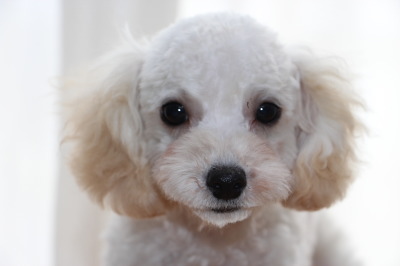 トイプードルホワイト(白色)の子犬オス、生後3ヶ月画像