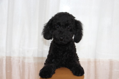 トイプードルブラック(黒色)の子犬オス、生後3ヶ月画像