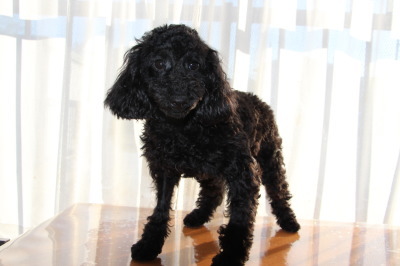 トイプードルブラック(黒色)の子犬メス、生後半年画像