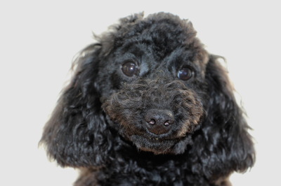 トイプードルブラック(黒色)の子犬メス、生後半年画像