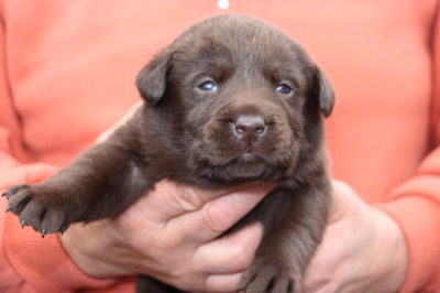 チョコラブラドールの子犬メス、生後3週間画像