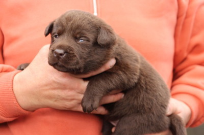 チョコラブラドールの子犬メス、生後3週間画像