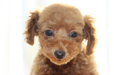 トイプードルレッドの子犬メス、生後2ヶ月半画像