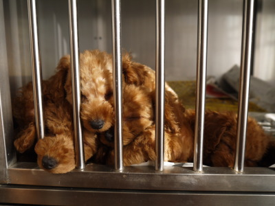 トイプードルレッドの子犬オスメス、生後8週間画像