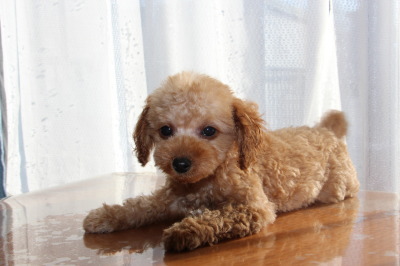 トイプードルアプリコットの子犬オス、生後2ヶ月画像