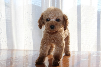 トイプードルアプリコットの子犬オス、生後2ヶ月画像