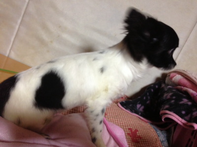 チワワホワイト＆ブラック(白黒)の子犬オス、生後4ヶ月半画像
