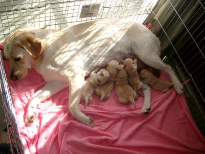 ラブラドールイエロー(クリーム色)の子犬オスメス、生後2週間画像