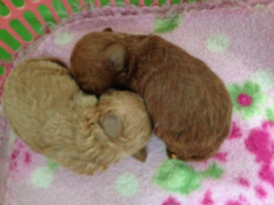 トイプードルレッドオスとアプリコットメスの子犬、生後2週間画像