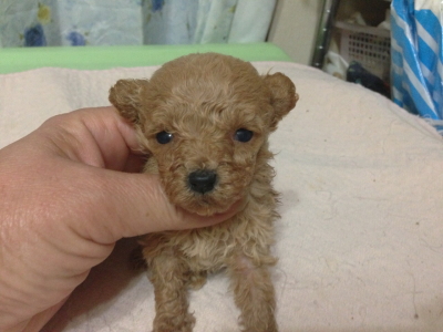 トイプードルアプリコットの子犬メス、生後4週間画像