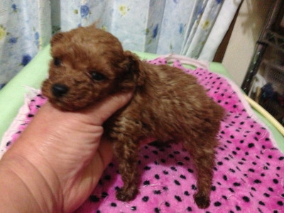 タイニーサイズトイプードルレッドの子犬オス、生後5週間画像