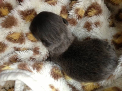 チワワロングブルーの子犬メス、生後2週間画像