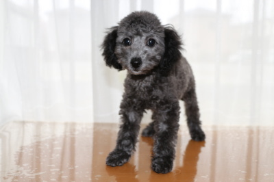トイプードルシルバー(グレー)の子犬オス、生後3ヶ月画像