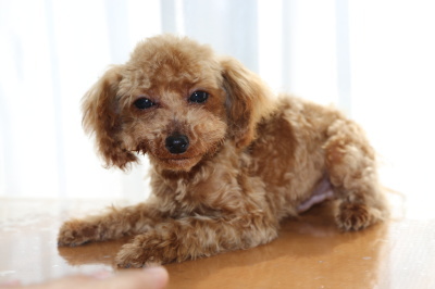 ティーカッププードルレッドの子犬オス、生後半年画像