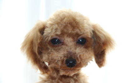 ティーカッププードルレッドの子犬オス、生後半年画像