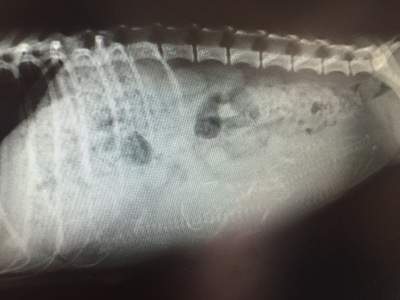 タイニーサイズトイプードルシルバーメス、妊娠犬のレントゲン画像