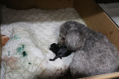 タイニーサイズトイプードルシルバー犬の出産画像