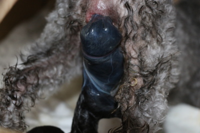 タイニーサイズトイプードルシルバー犬の出産画像