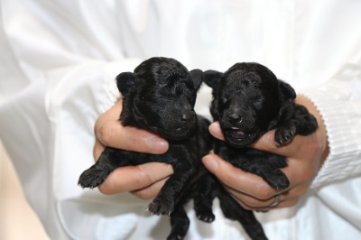 タイニーサイズトイプードルシルバーの子犬オスメス、生後10日画像