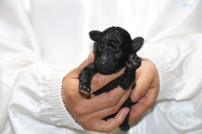 タイニーサイズトイプードルシルバーの子犬オス、生後10日画像