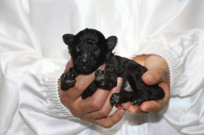 タイニーサイズトイプードルシルバーの子犬オス、生後10日画像