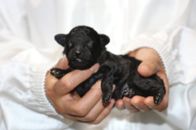 タイニーサイズトイプードルシルバーの子犬メス、生後10日画像