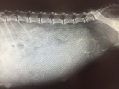 トイプードルシルバーメス妊娠犬のレントゲン写真