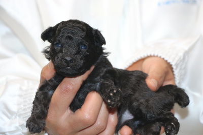 トイプードルシルバーの子犬メス、生後2週間画像