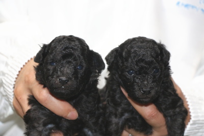 トイプードルシルバーの子犬オス1頭メス1頭、生後3週間画像
