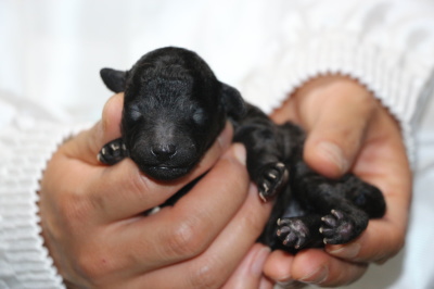 トイプードルシルバーの子犬メス、生後3日画像